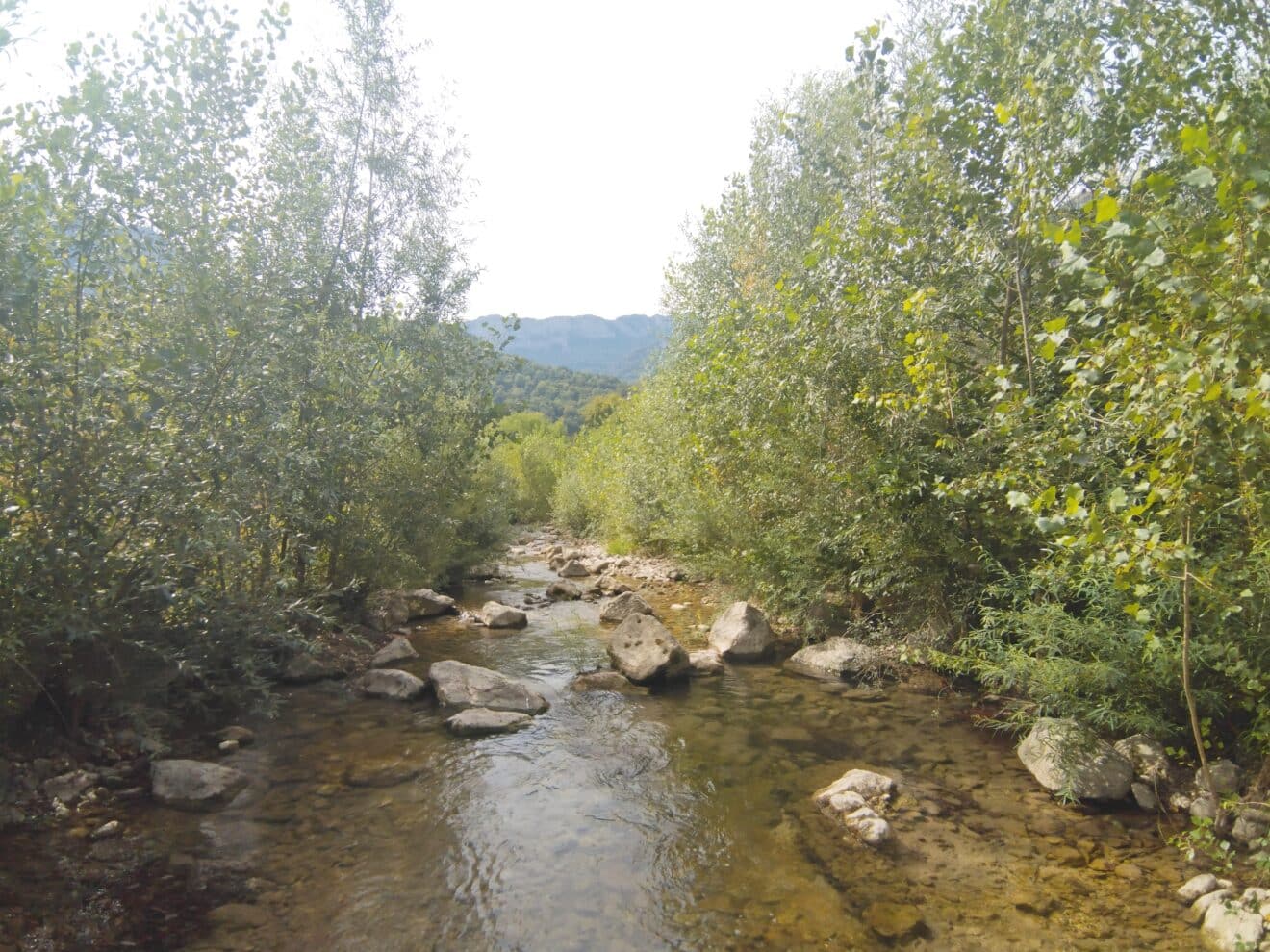 Des jeunes du territoire mobilisés contre les plantes invasives sur la Drevenne et le Merdarei